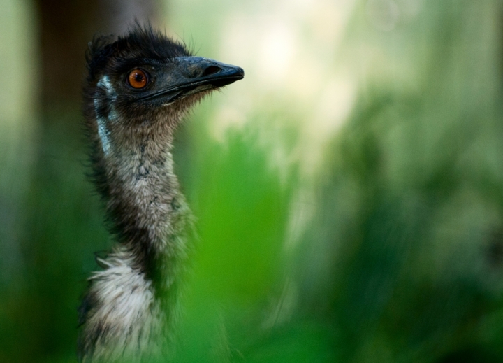 Australian Emu di danger