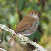 Ruddy-capped Nightingale Thrush