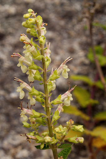 Teucrium scorodonia