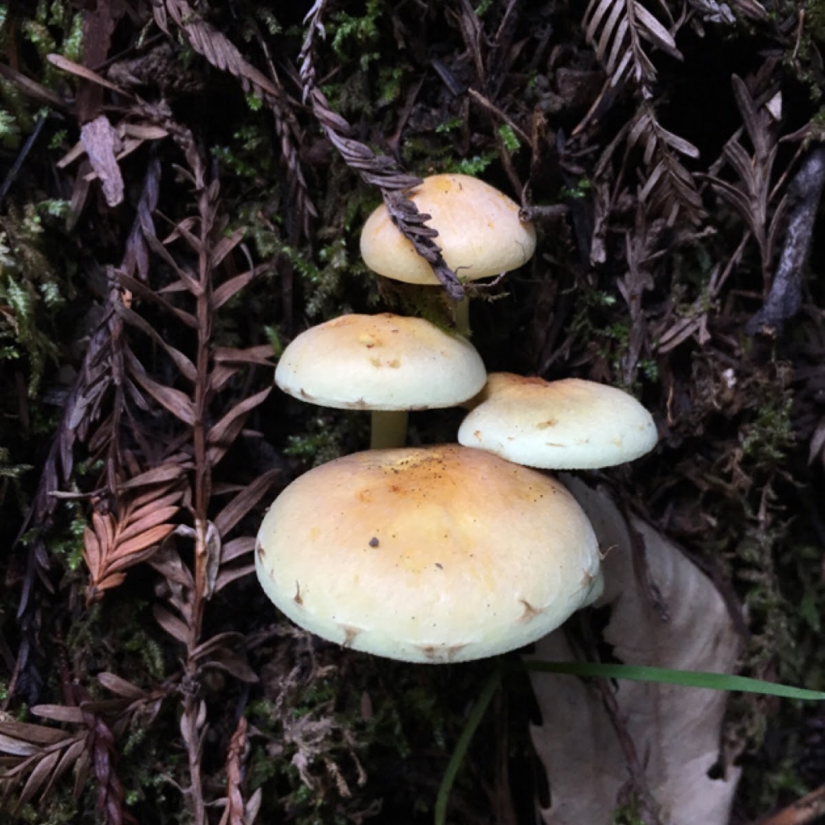 Sulphur Tuft