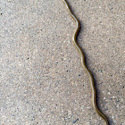 Hammerhead Worm