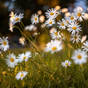 Daisies