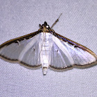 Crambidae Moth