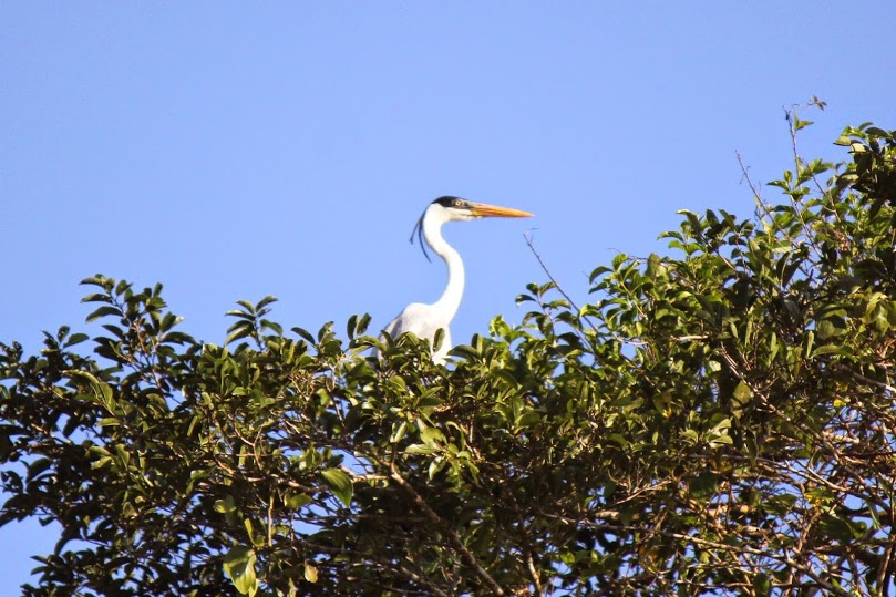 Cocoi Heron