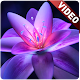 Download Flower Video Wallpaper For PC Windows and Mac 1.0