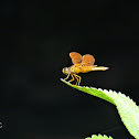 Dragonfly or Libélula