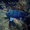 Giant damselfish