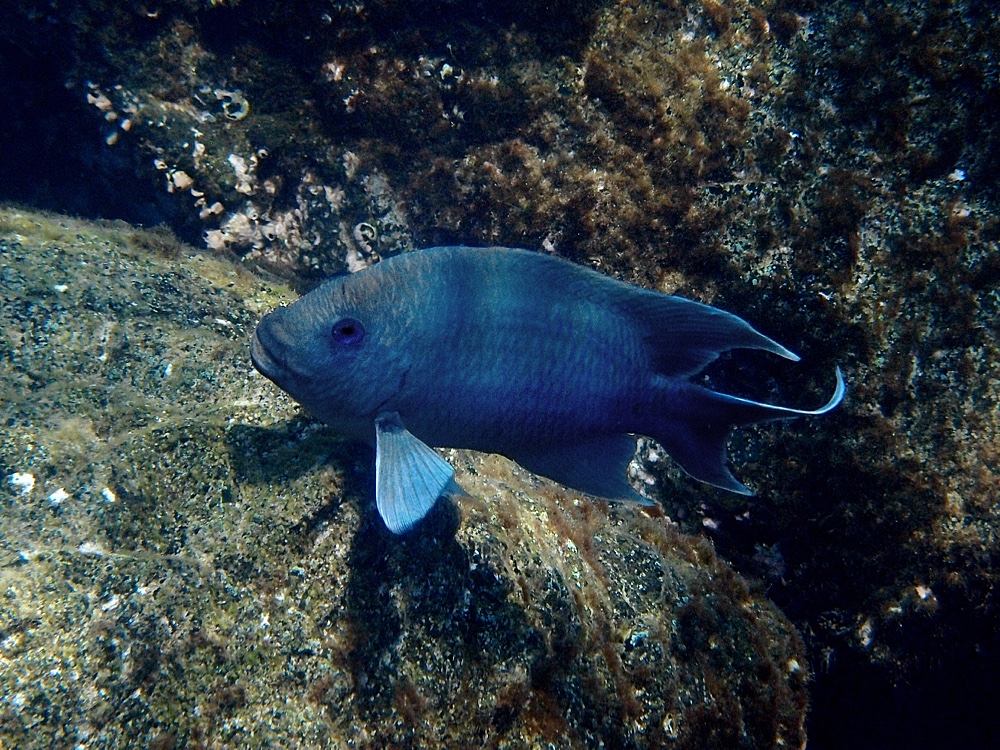 Giant damselfish