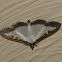 Box Tree Moth