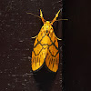 Barsine Moth