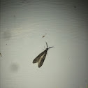 Fishfly