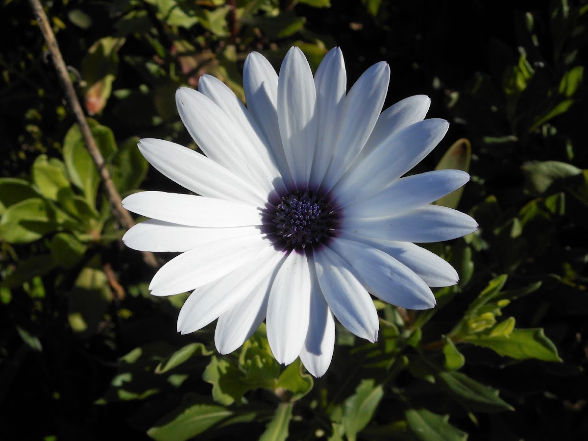 African Daisy