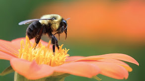 Insects, Plants, and the Rise of Flower Power thumbnail