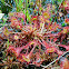 Round-Leaved Sundew