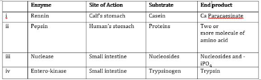 Human Digestive System