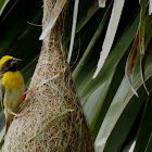 The baya weaver