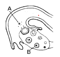 Menstrual Cycle