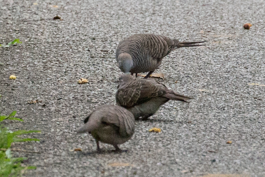 Zebra Dove