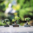 Mini bonsai