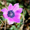 Peacock Anemone