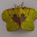 Lappet moth