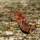 Western Conifer Seed Bug