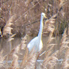 Great White Egret; Garceta Grande