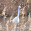 Great White Egret; Garceta Grande