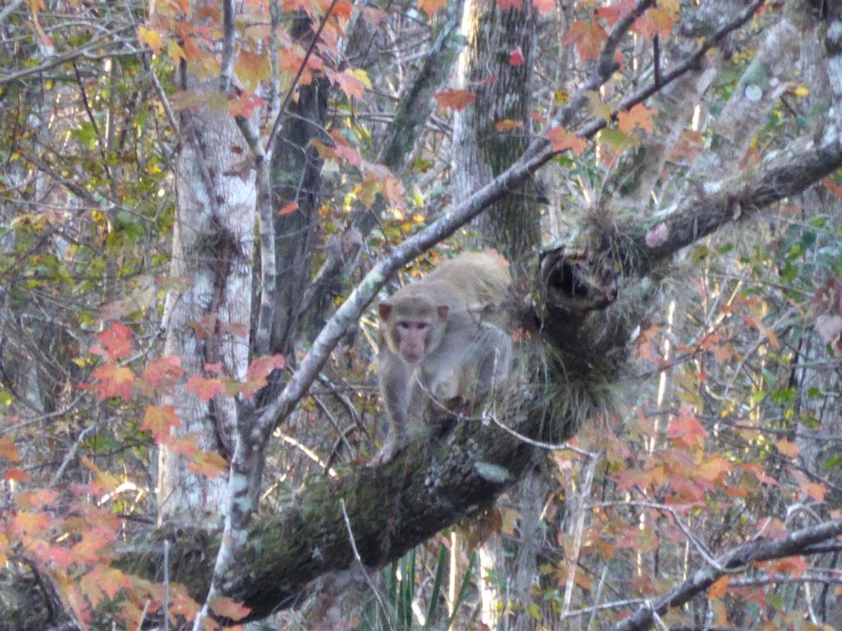 Rhesus Macaque