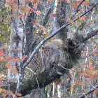 Rhesus Macaque