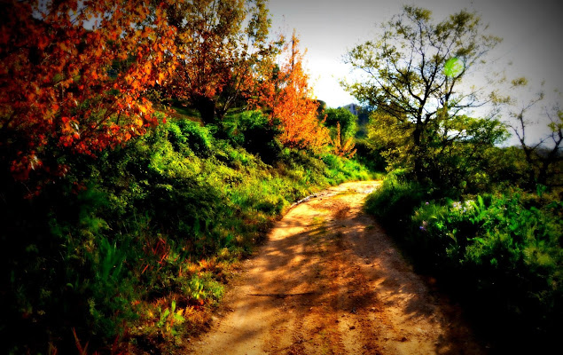 I  colori dell'autunno  di ruggero.ditta