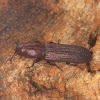 Dry Bark Beetle