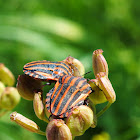 Italian striped bug