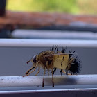 Hedgehog Fly or Tachinid Fly. Mosca erizo