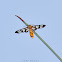 Tiger Moth