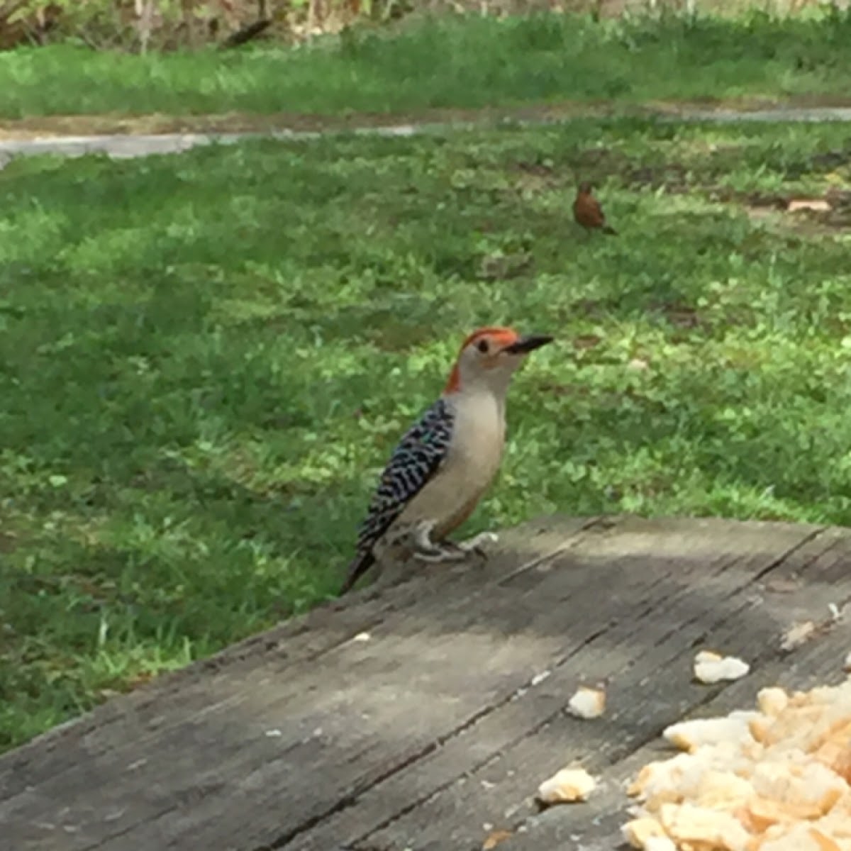 Red bellied woodpecker