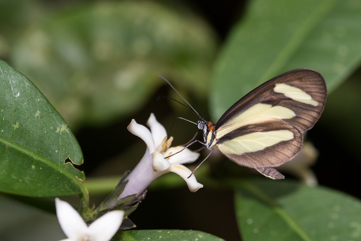 Clearwing Butterfly