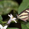 Clearwing Butterfly