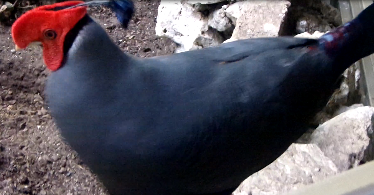 Siamese Fireback