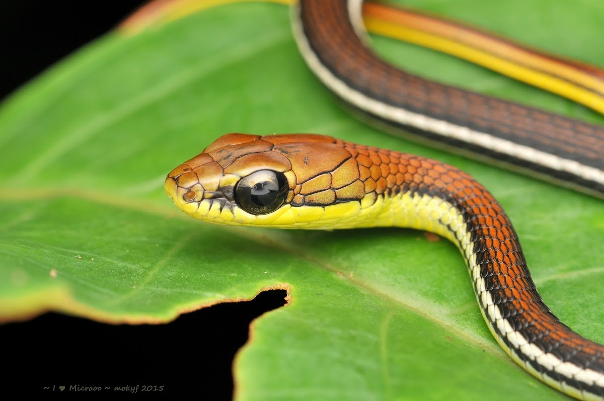 striped bronzeback