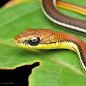 striped bronzeback