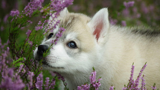 Husky Puppy Wallpapers HD  4k Backgrounds