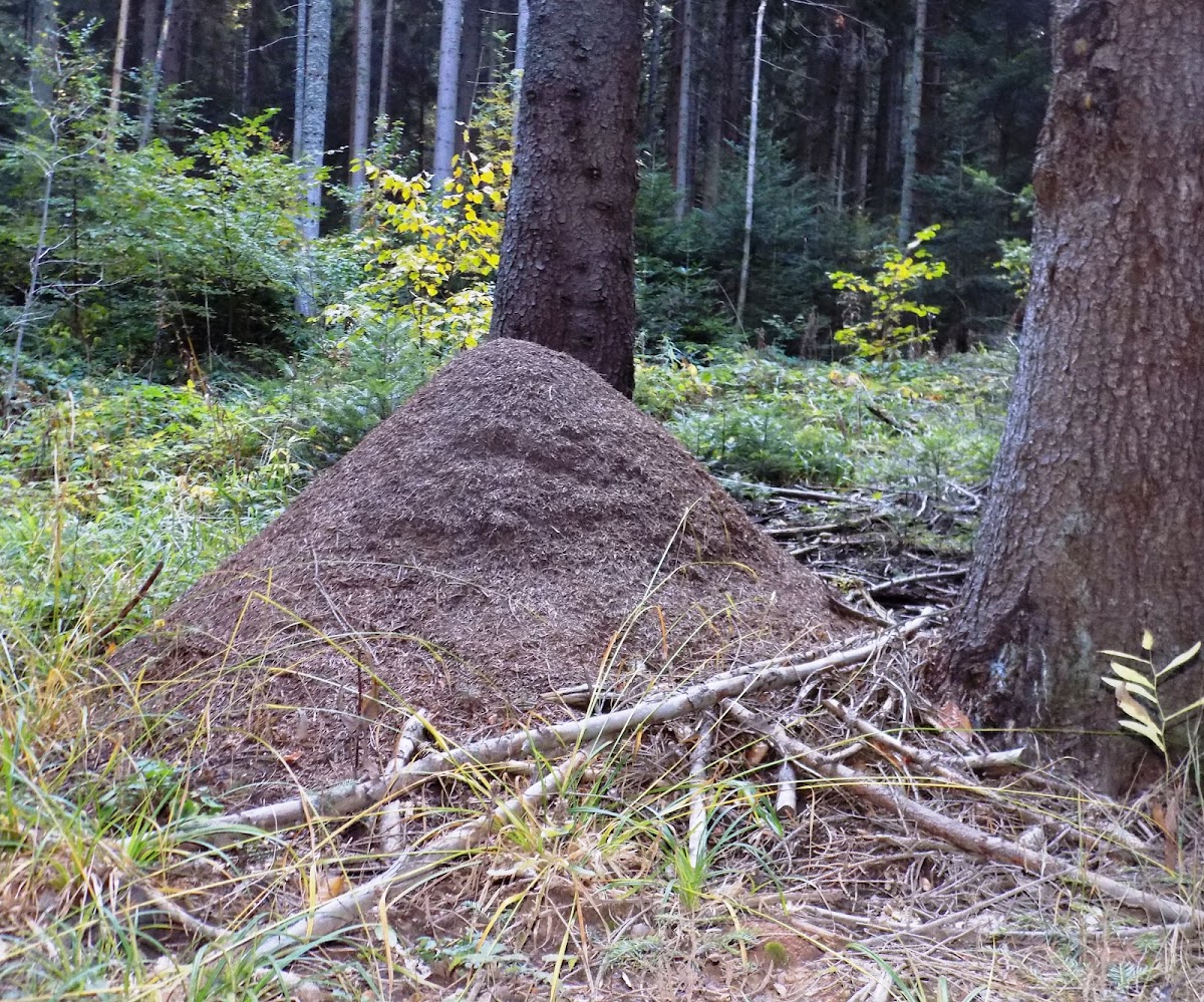 Termite nest