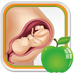 Cover Image of 下载 Pregnancy Tips Diet Nutrition 4.4 APK