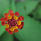 Lantana