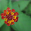 Lantana