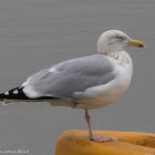 Herring Gull