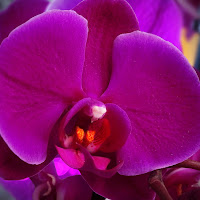 magenta orchidee di 