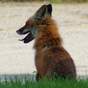 Red Fox