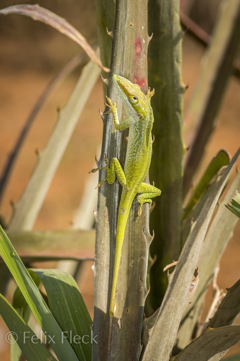 Cuban Green Anole